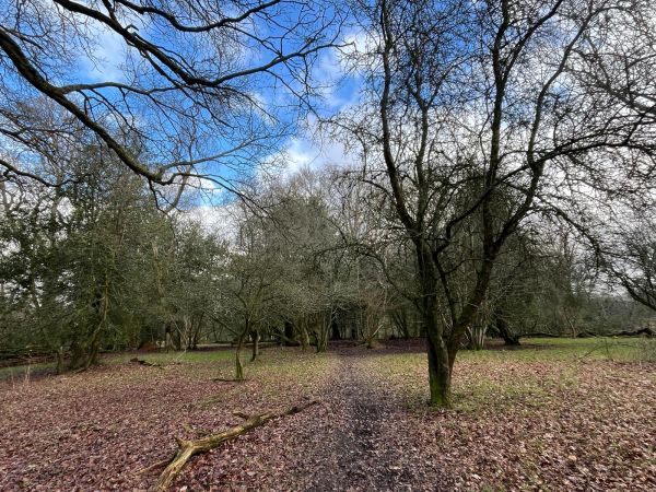On the Limpsfield Way